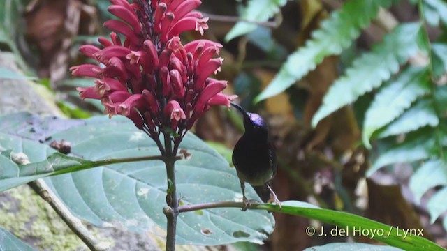 Black-throated Sunbird - ML213700211