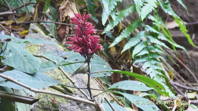 Black-throated Sunbird - ML213700221