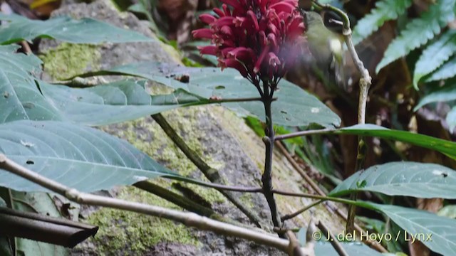 Black-throated Sunbird - ML213700251