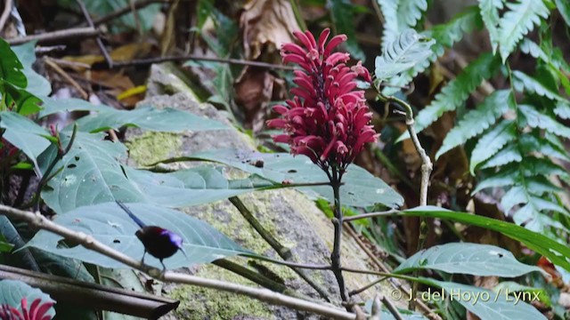 Black-throated Sunbird - ML213700261