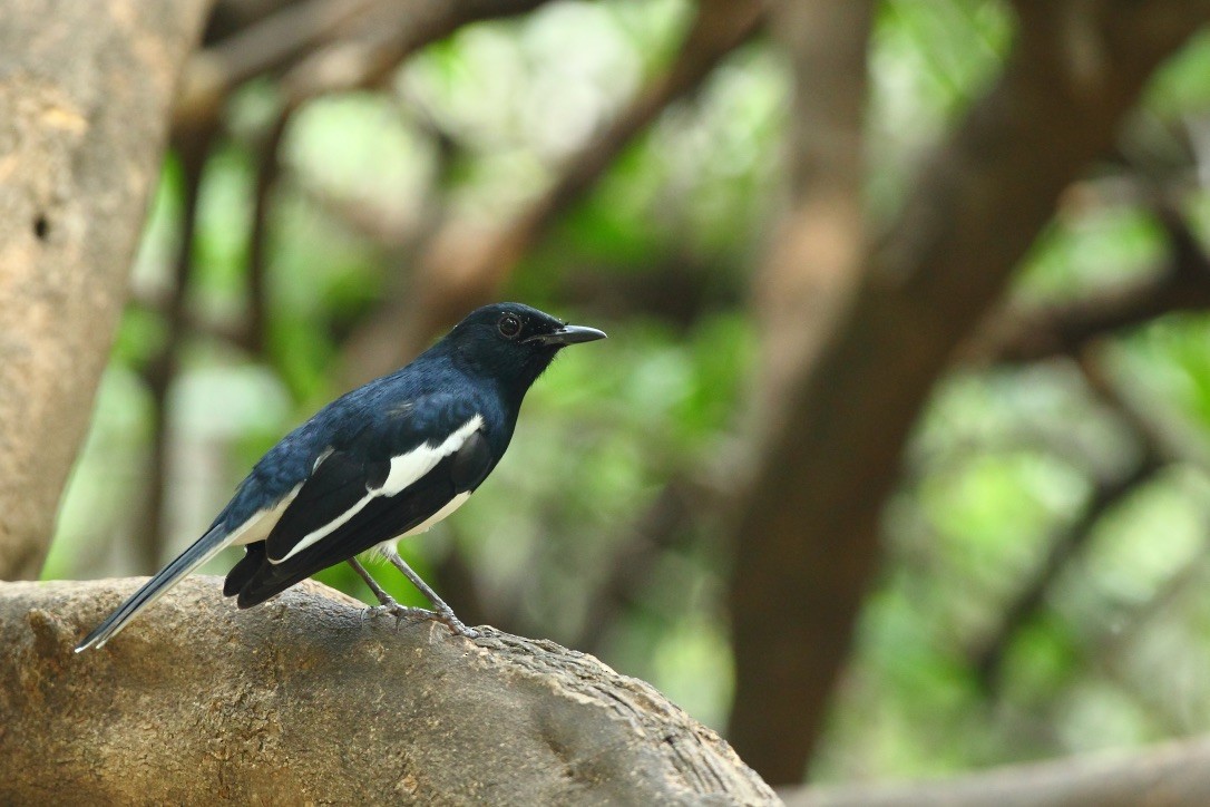 Oriental Magpie-Robin - ML213700541