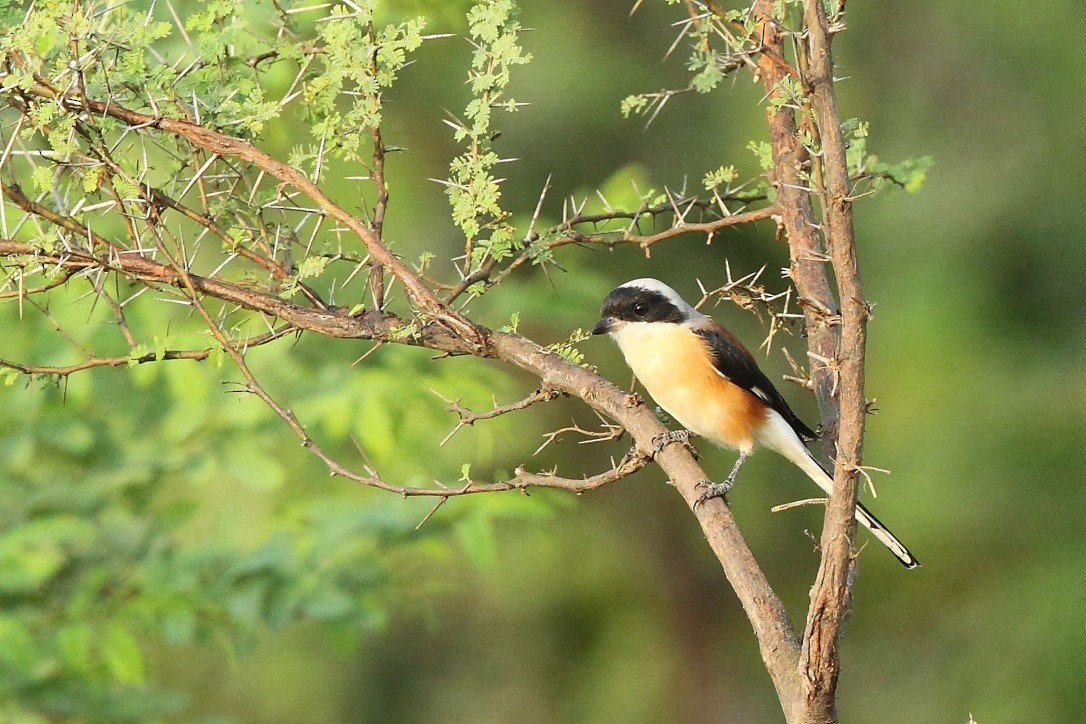 Bay-backed Shrike - ML213700741