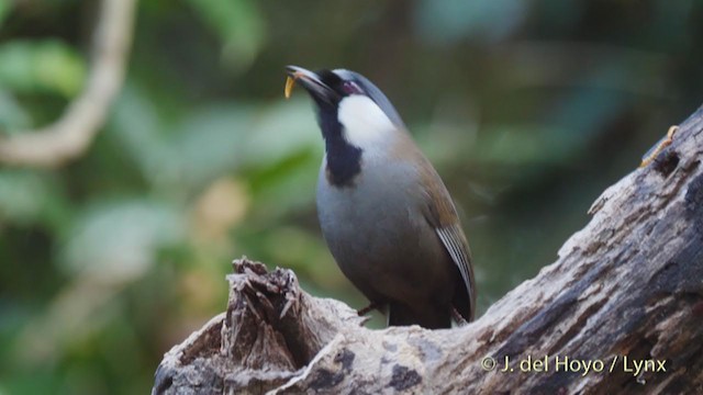 Black-throated Laughingthrush (Black-throated) - ML213701071