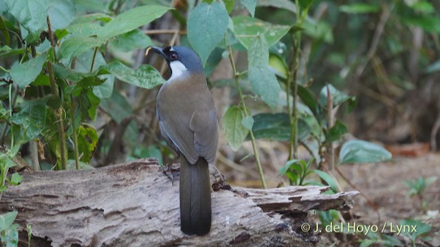 Black-throated Laughingthrush (Black-throated) - ML213701091