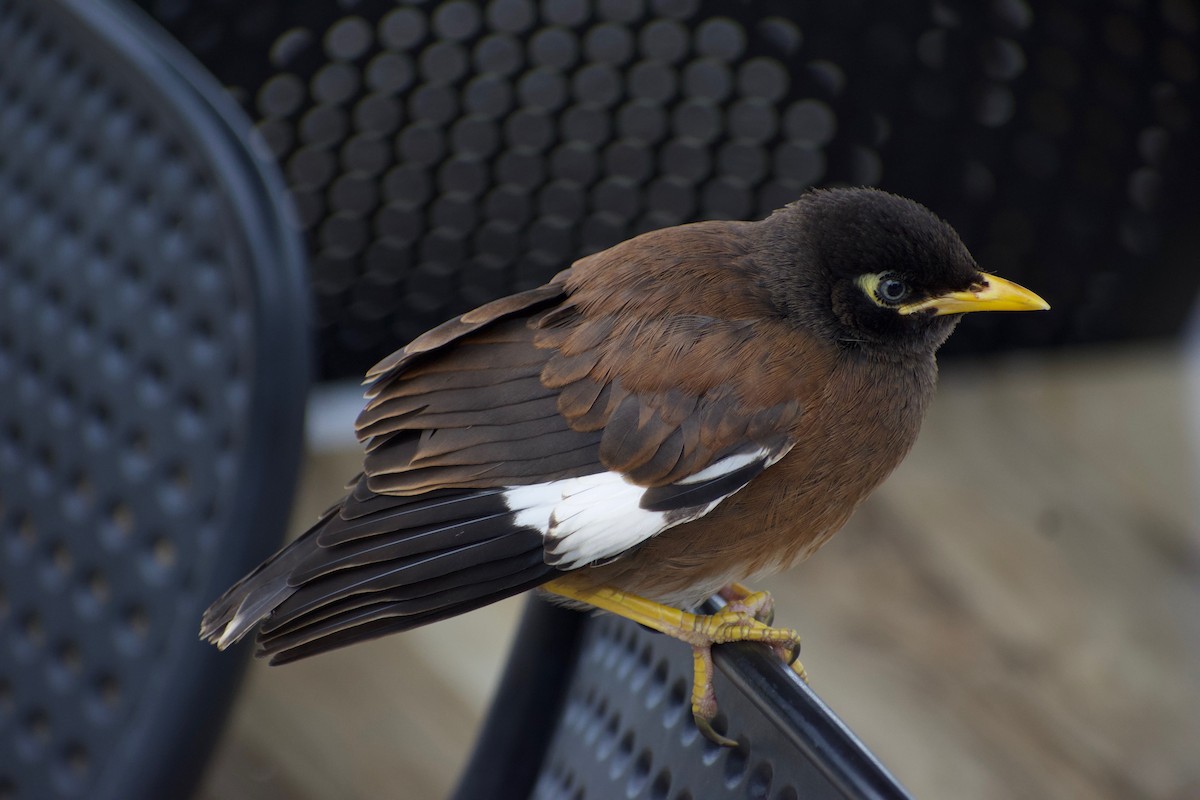 Common Myna - ML213701751