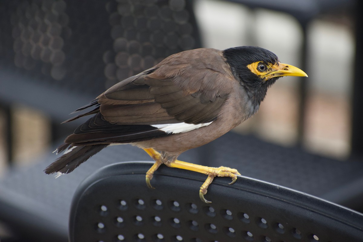 Common Myna - ML213701881