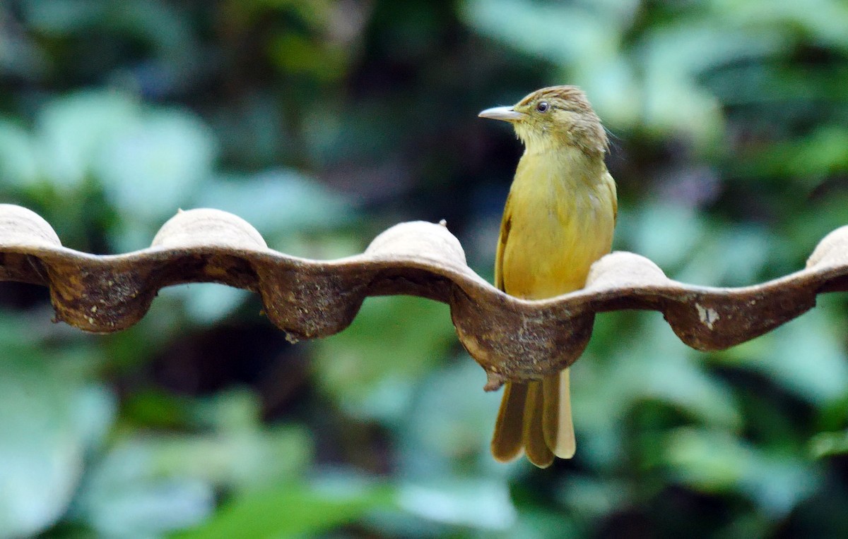 Gray-eyed Bulbul - ML213702641