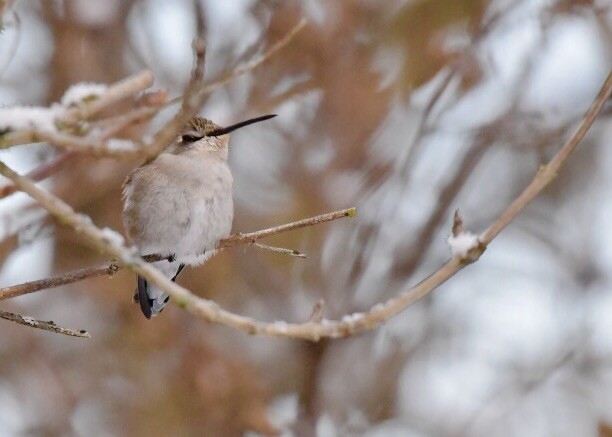 Costa's Hummingbird - ML21370291