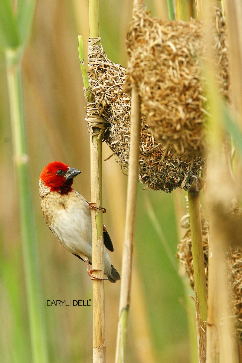 Red-headed Quelea - Daryl Dell