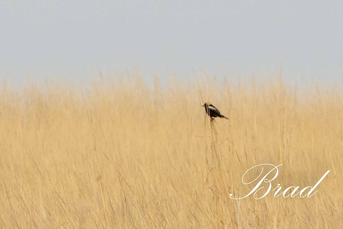 Bobolink - ML213706421