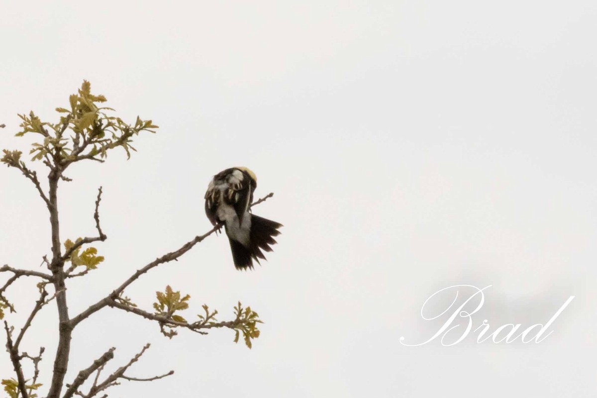 Bobolink - ML213706431