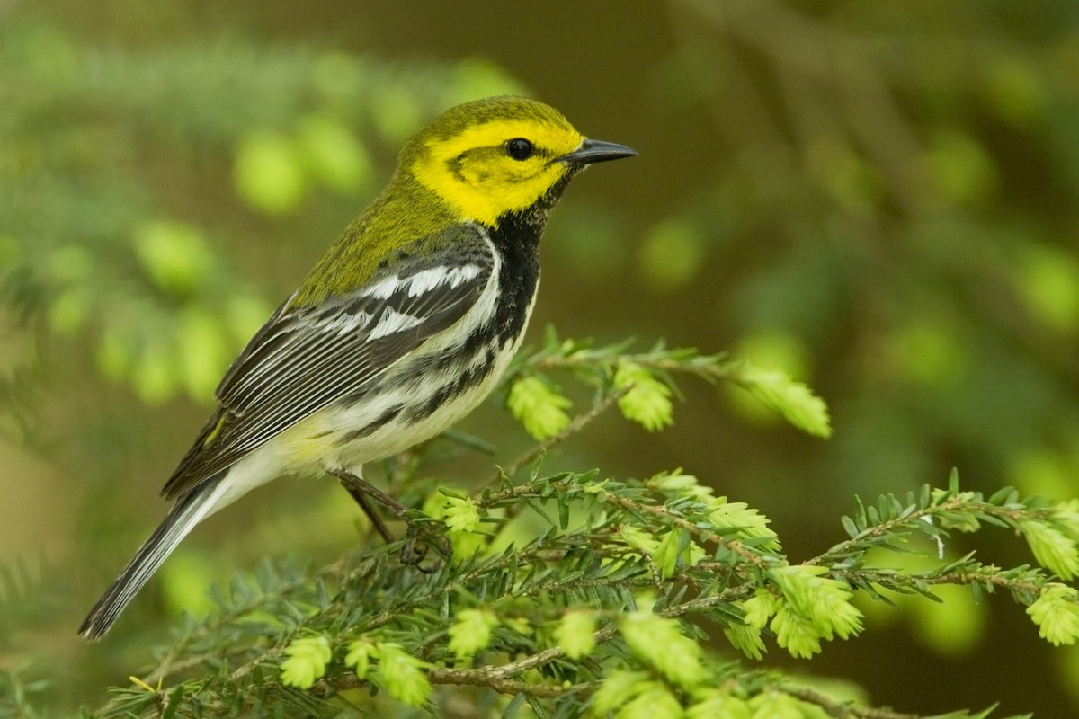 Black-throated Green Warbler - Bob MacDonnell