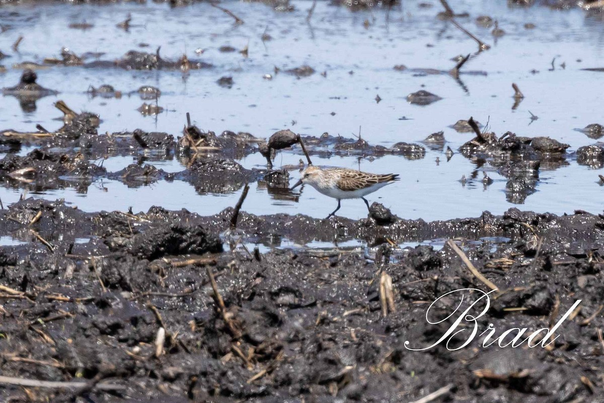 Semipalmated Sandpiper - ML213707561
