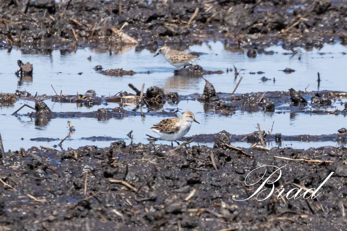 Semipalmated Sandpiper - ML213707571