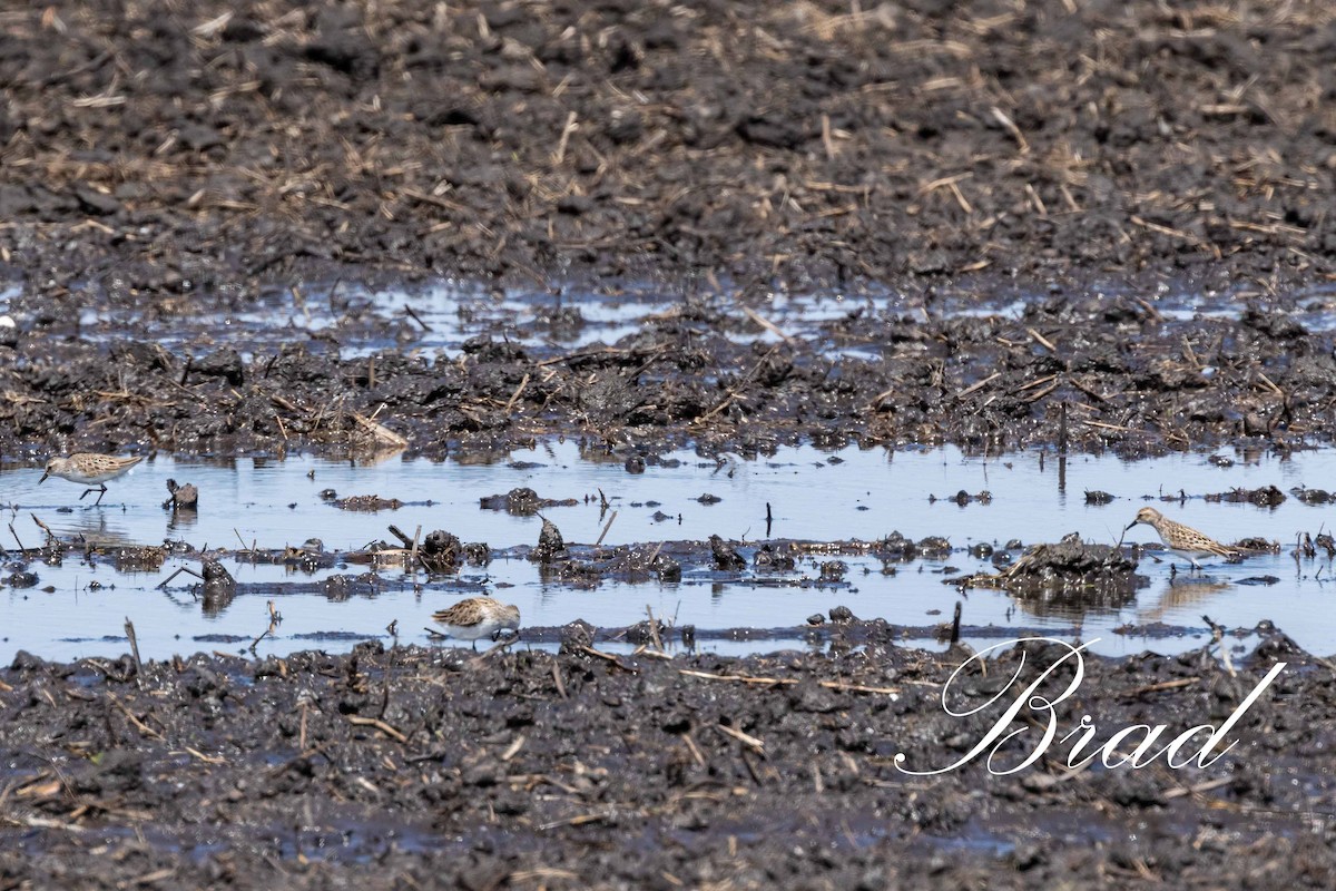 Semipalmated Sandpiper - ML213707581
