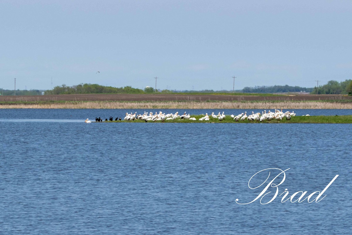 American White Pelican - ML213707631