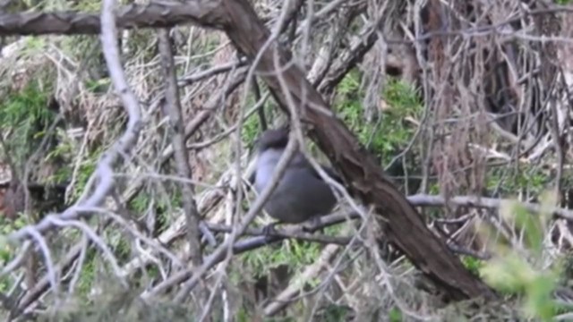 Yemen Warbler - ML213708341