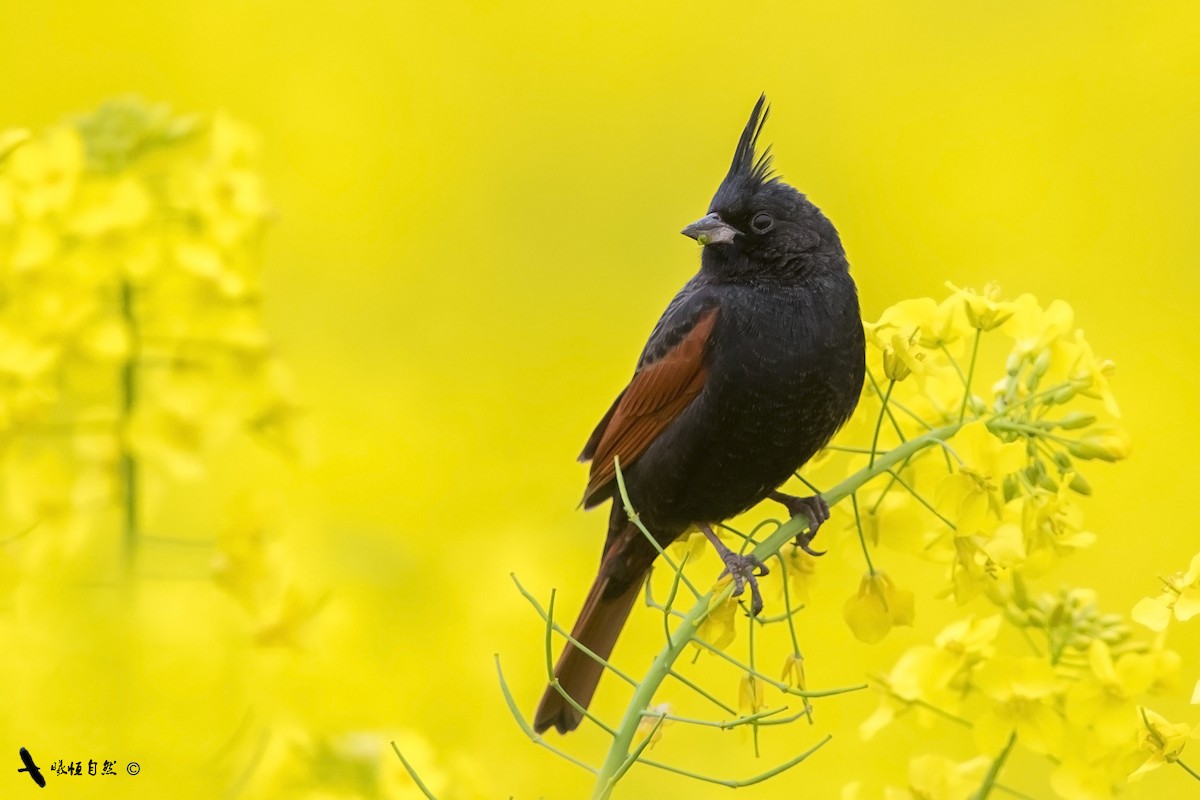 Crested Bunting - ML213709251