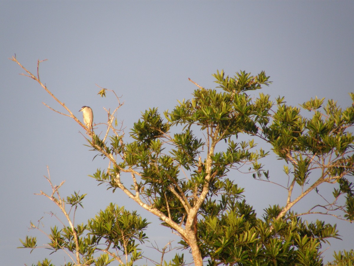 Black-crowned Night Heron - ML213709721