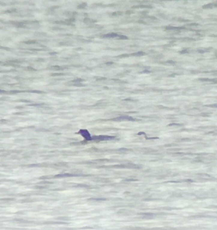 Common Loon - ML213710961