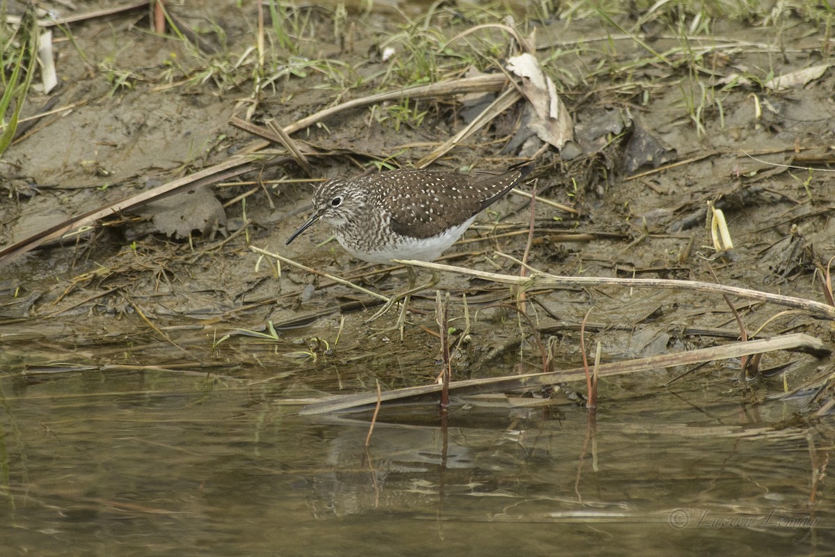 Solitary Sandpiper - ML213711261