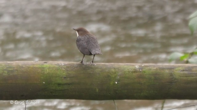 White-throated Dipper - ML213711681