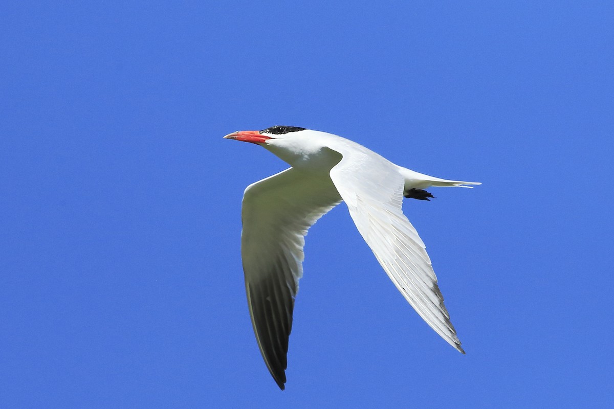 Caspian Tern - ML21371201