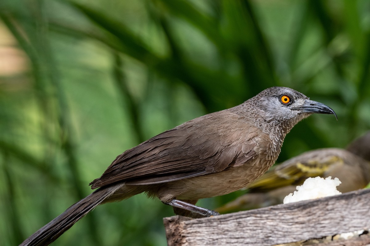 Brown Babbler - ML213714461