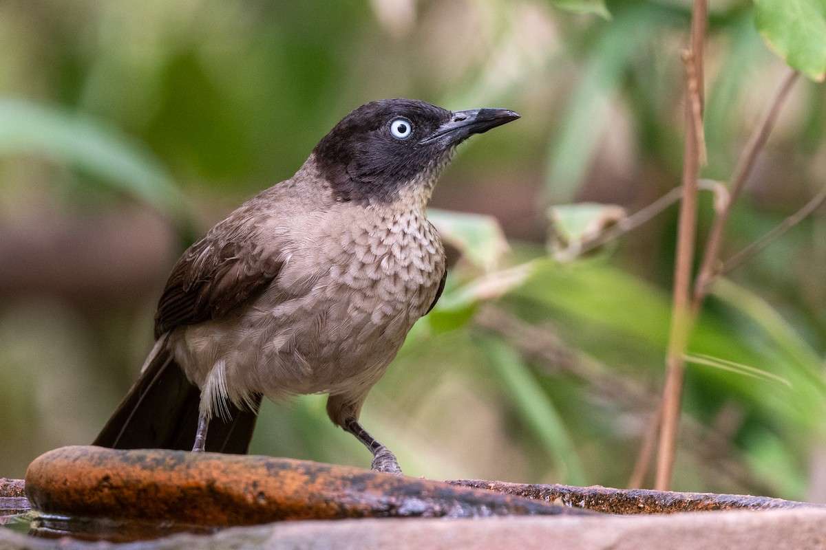 Blackcap Babbler - Hans Norelius