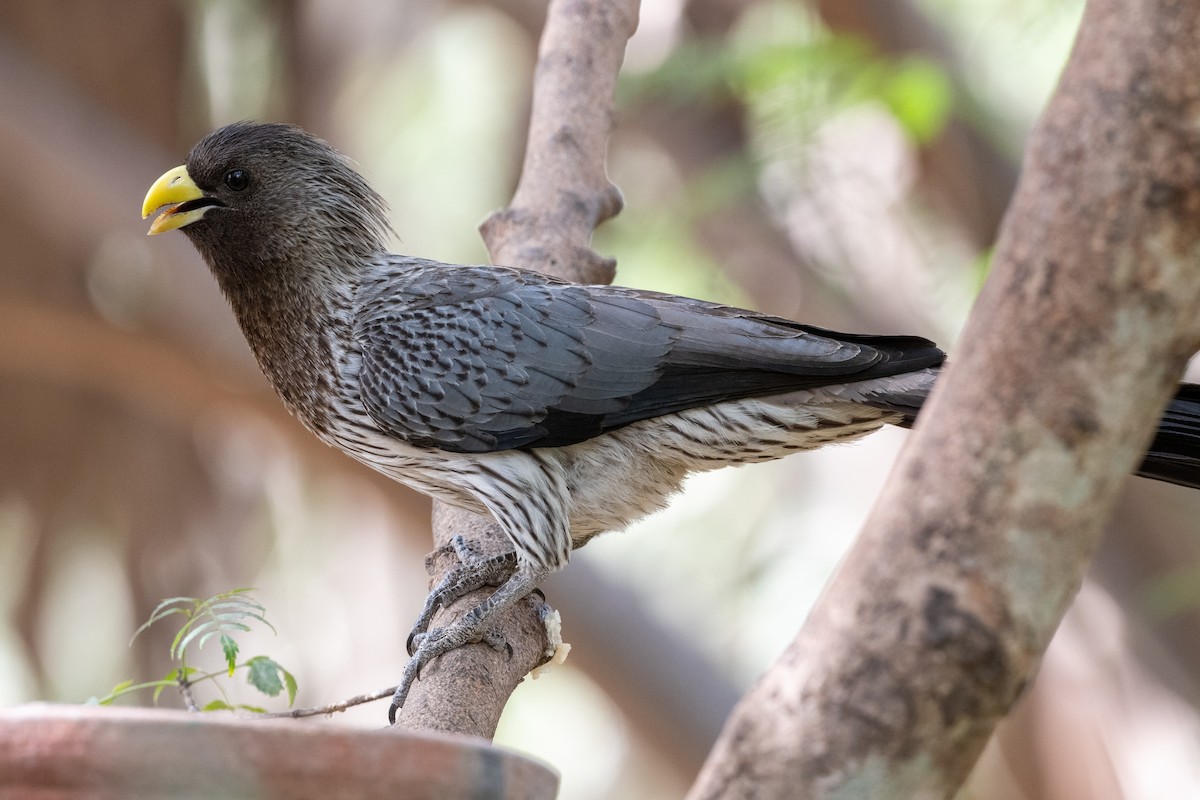 Turaco Gris Occidental - ML213714611