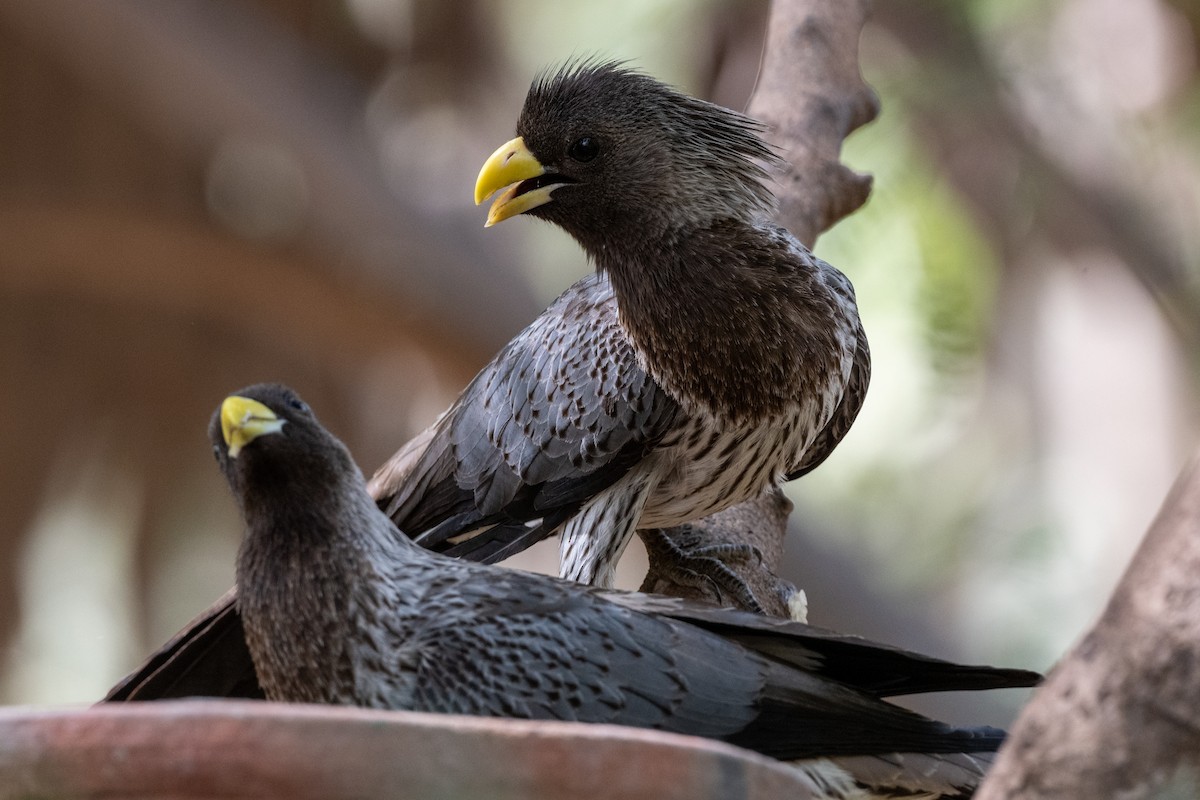 Turaco Gris Occidental - ML213714621