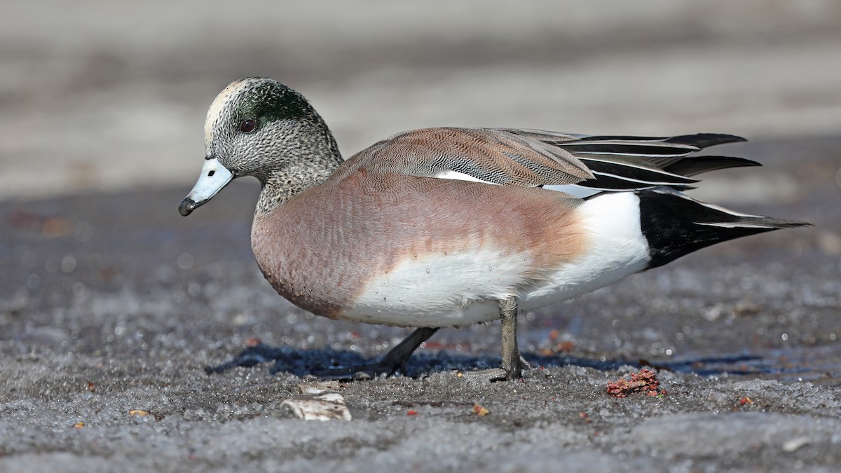 American Wigeon - Daniel Jauvin