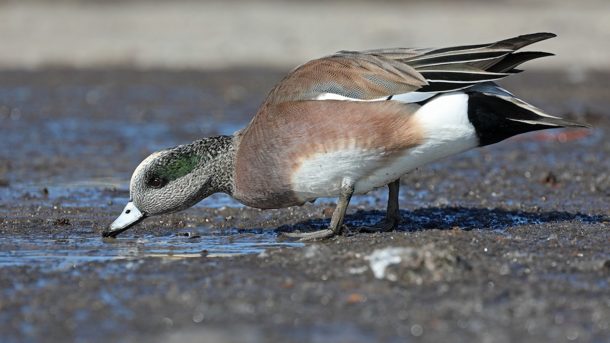 American Wigeon - Daniel Jauvin