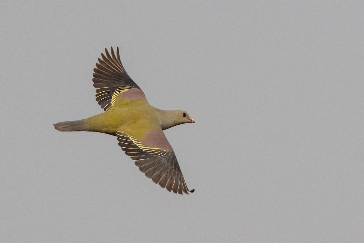 Bruce's Green-Pigeon - ML213716971