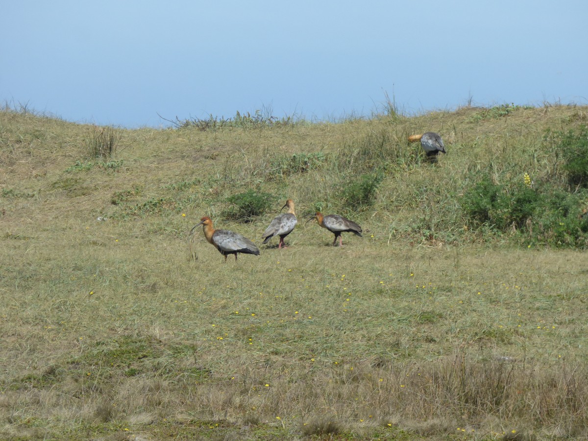 Black-faced Ibis - ML213717021