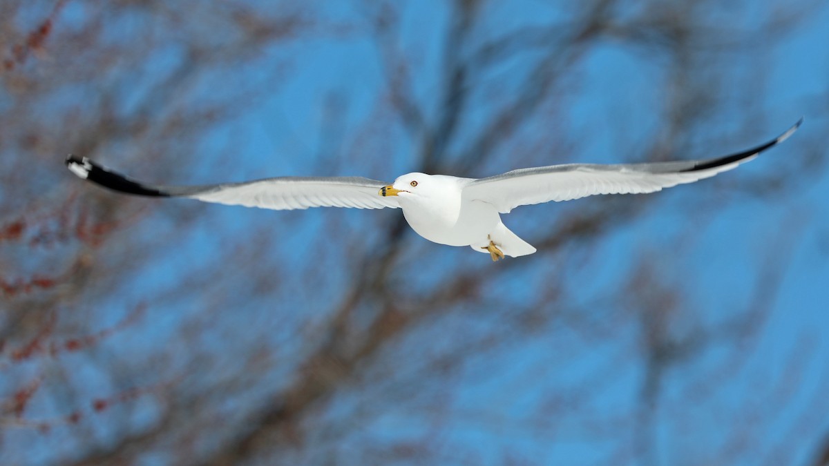 Ring-billed Gull - Daniel Jauvin