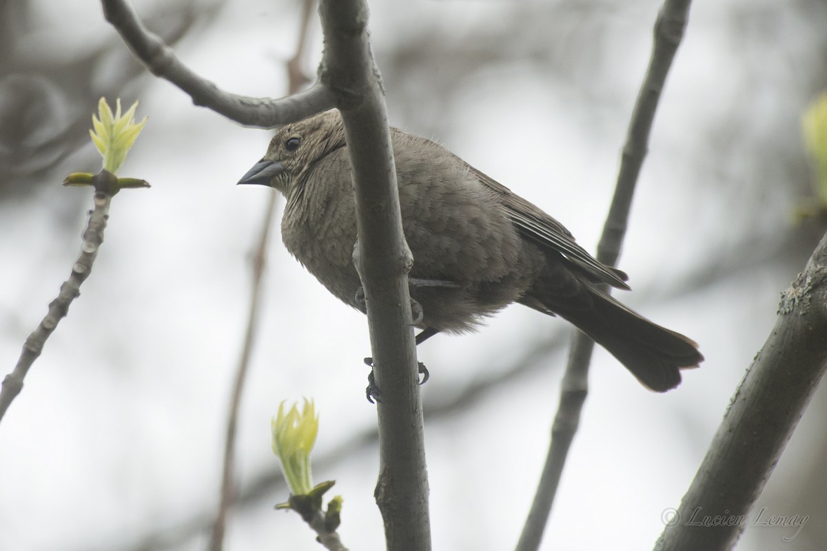 Brown-headed Cowbird - Lucien Lemay