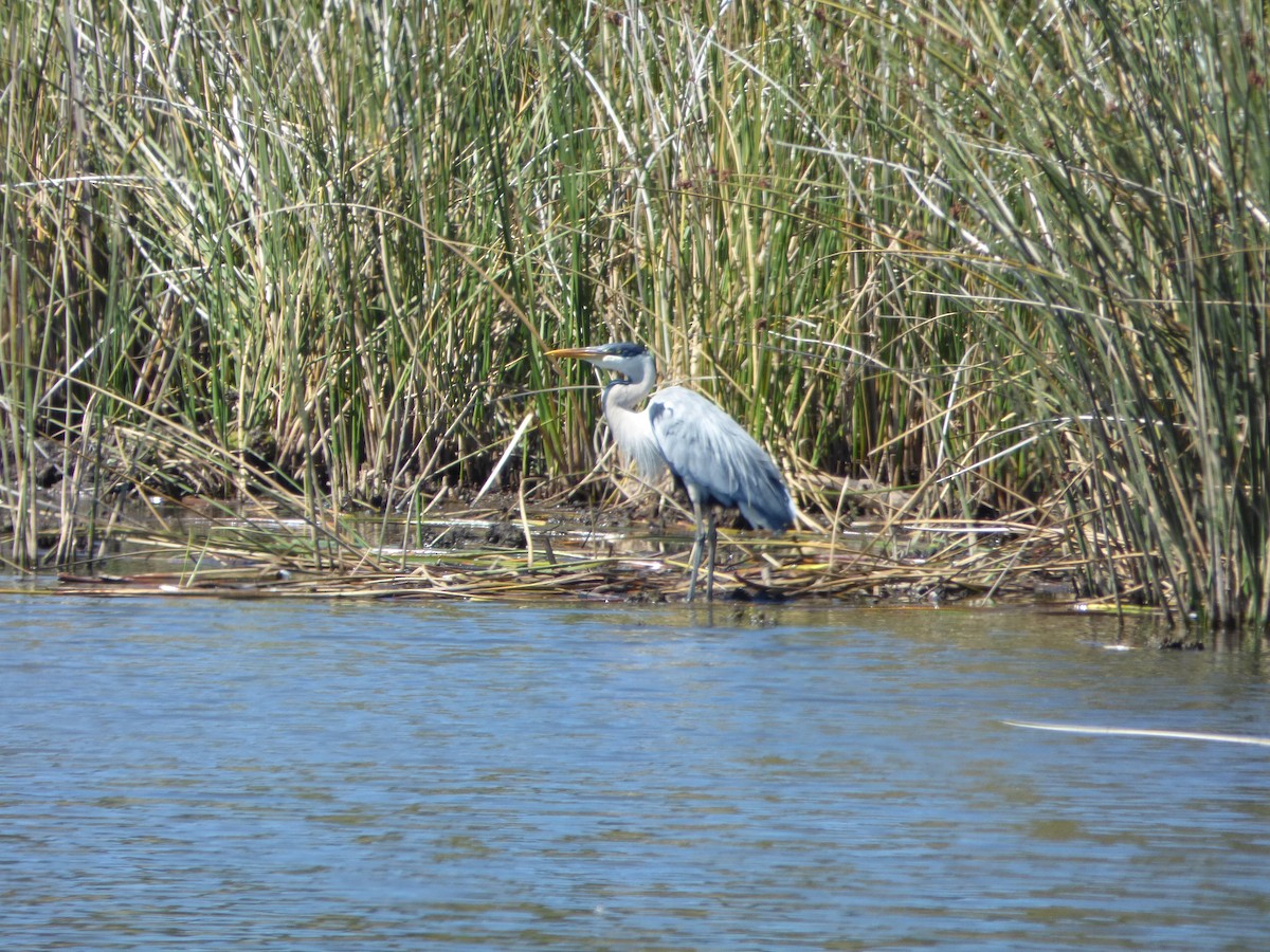 Cocoi Heron - Daniel Imbernón Vigara