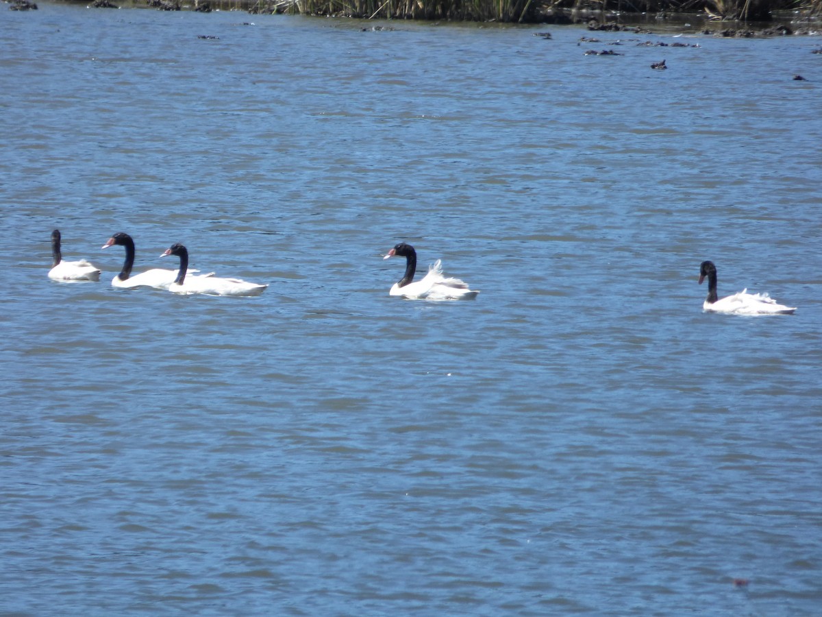 Black-necked Swan - ML213717541