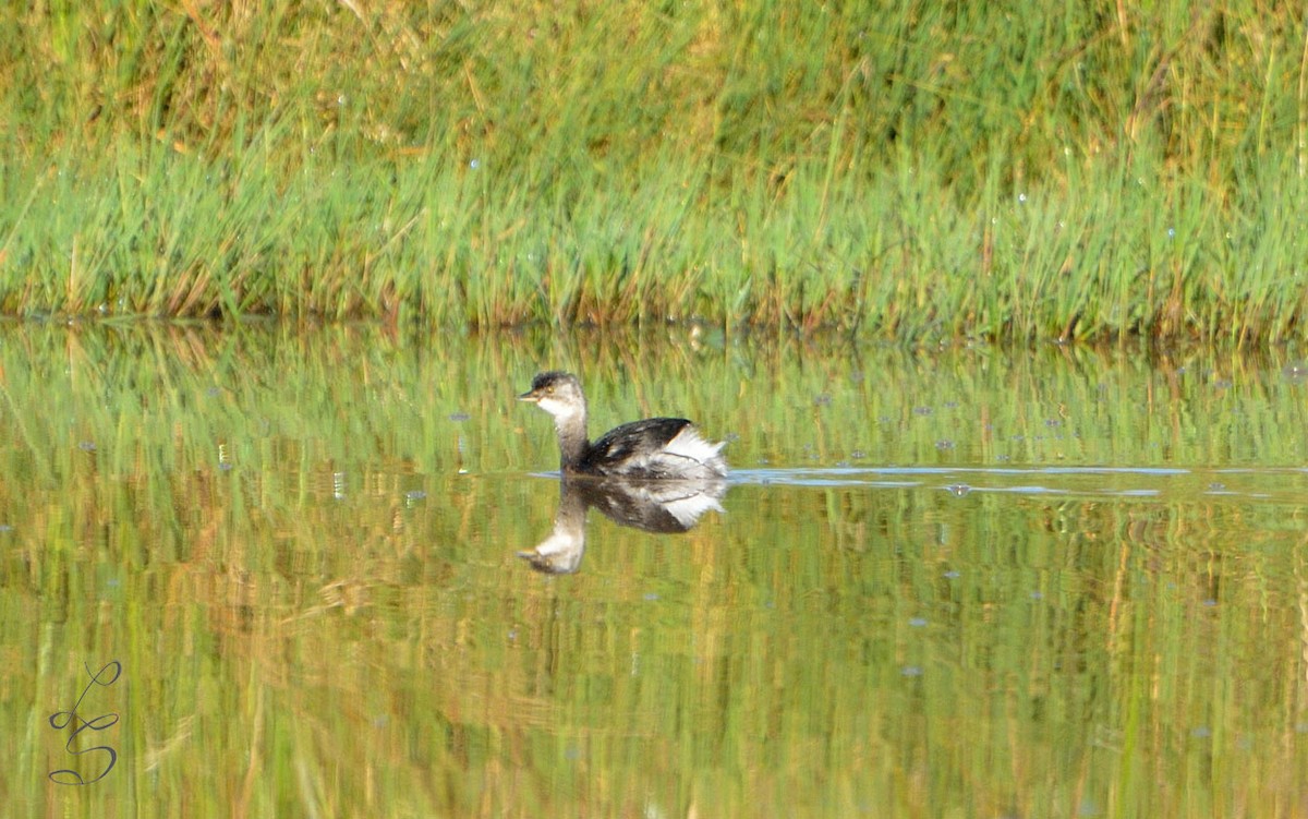 Least Grebe - Luis Fernandez