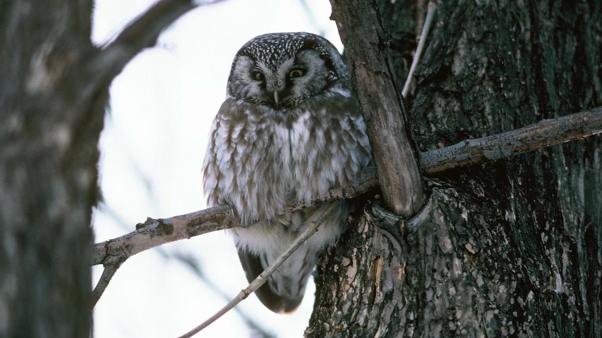 Boreal Owl - ML21372111