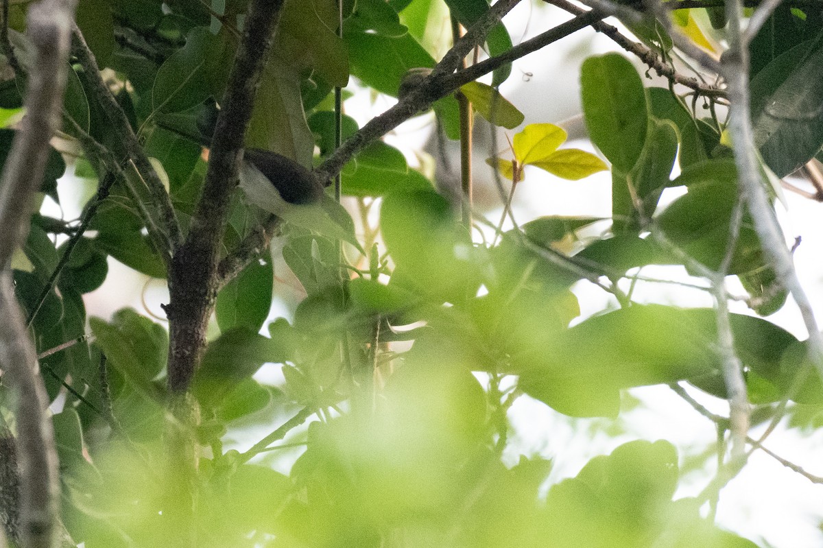 Black-headed Apalis - ML213721161