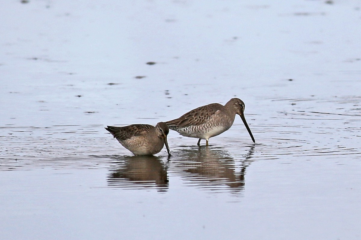 Long-billed Dowitcher - ML21372121