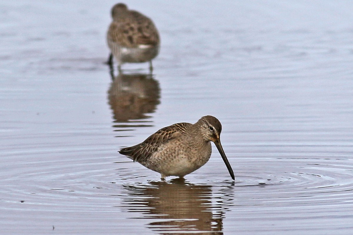 Long-billed Dowitcher - ML21372131