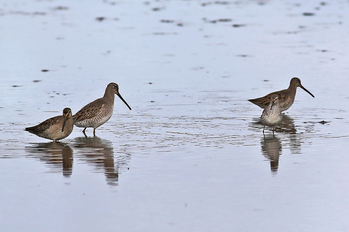 Long-billed Dowitcher - ML21372141