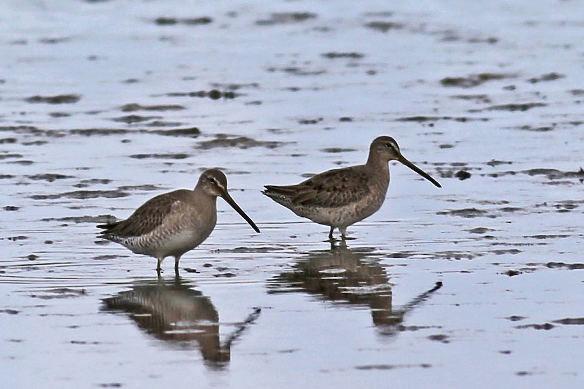 Long-billed Dowitcher - ML21372151