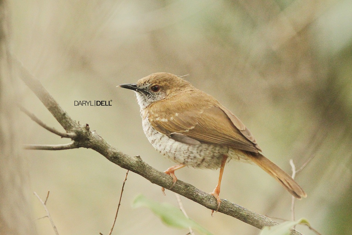 Stierling's Wren-Warbler - Daryl Dell