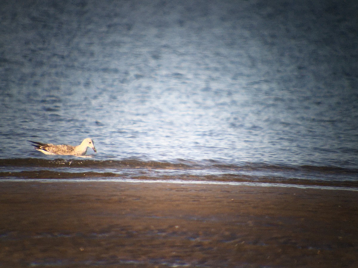 Great Black-backed Gull - ML213722311