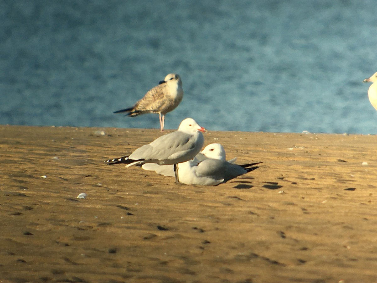 Audouin's Gull - ML213722541