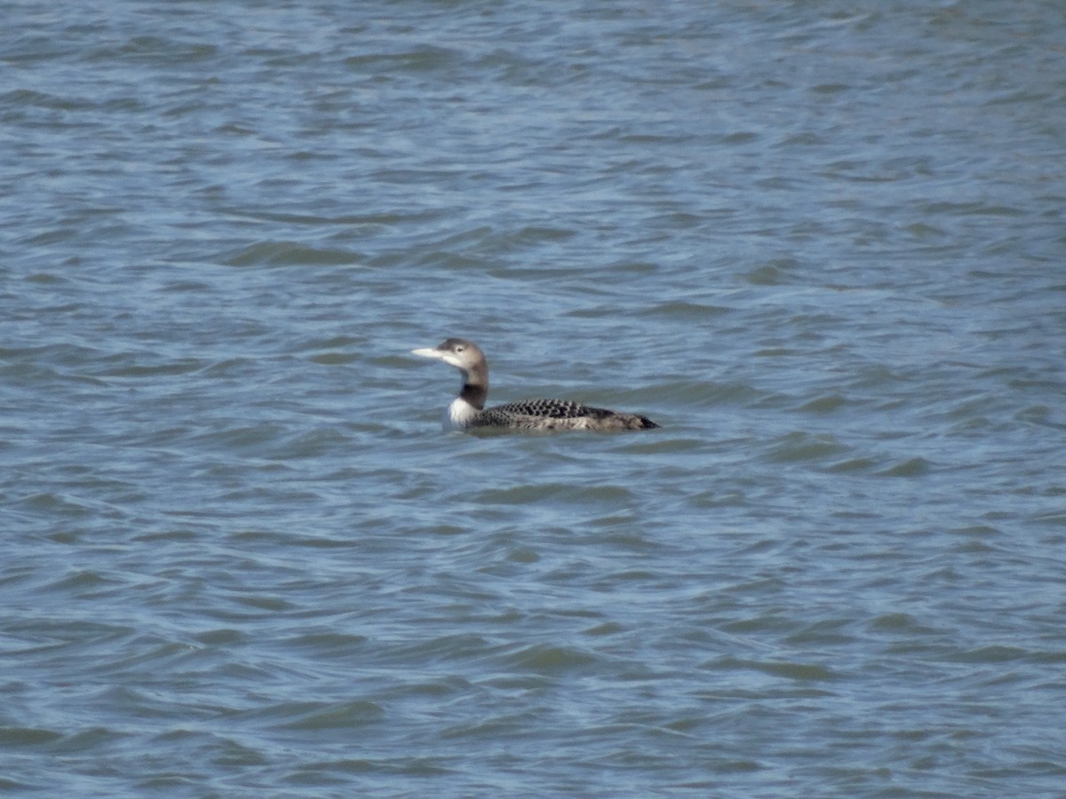 Common Loon - Janine McCabe